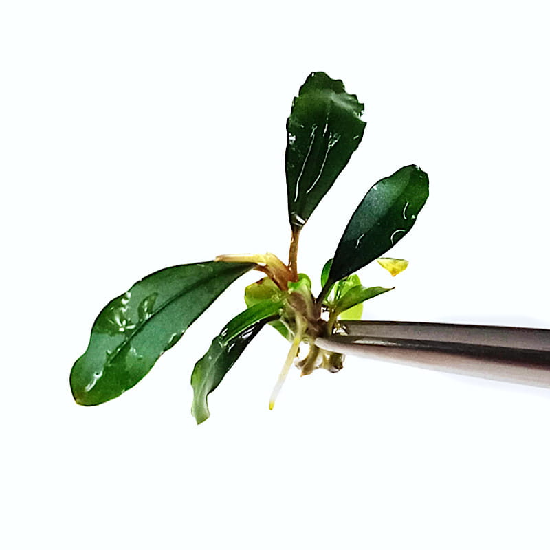 Bucephalandra sp. ’Ulysses’ in vitro 1szt.